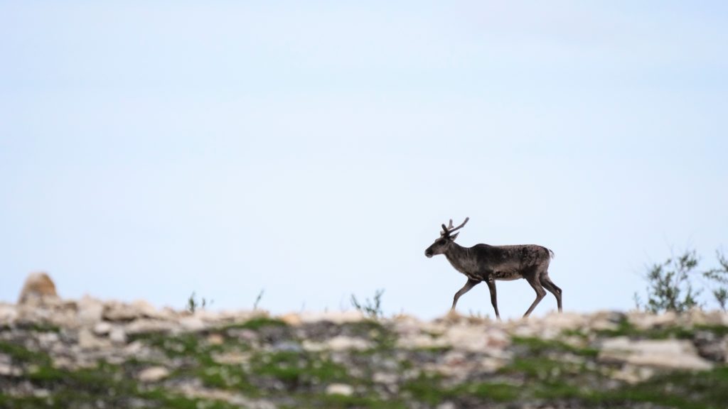 Caribou at Bird Cove