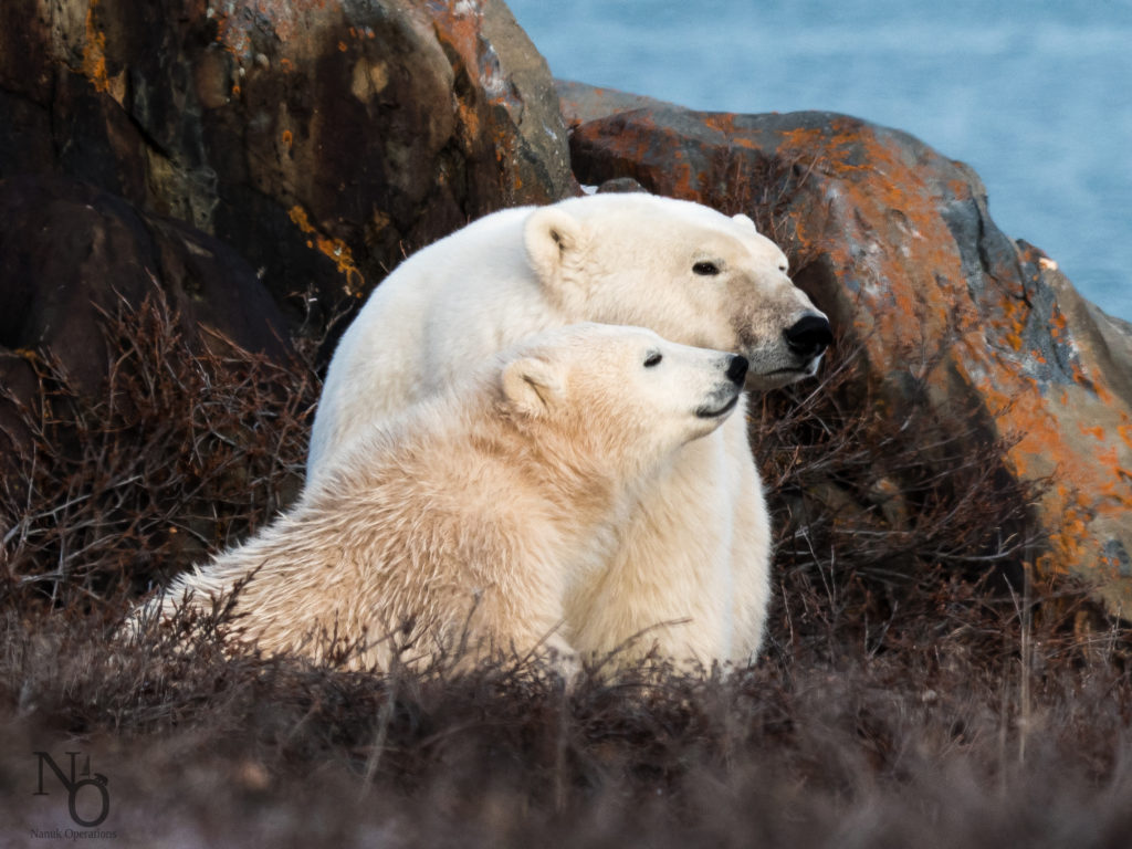 Mother and Cubs